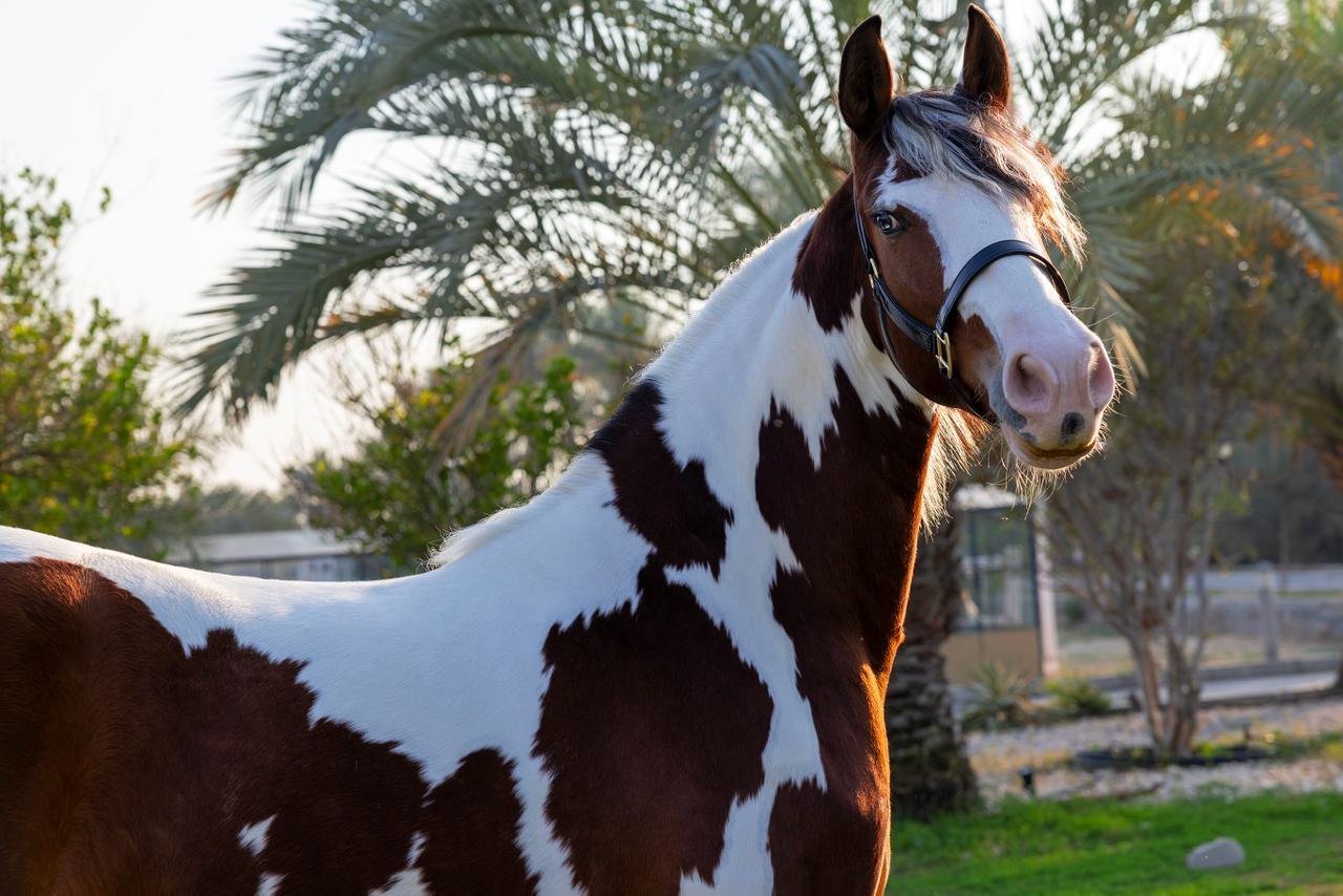 Barock Pinto