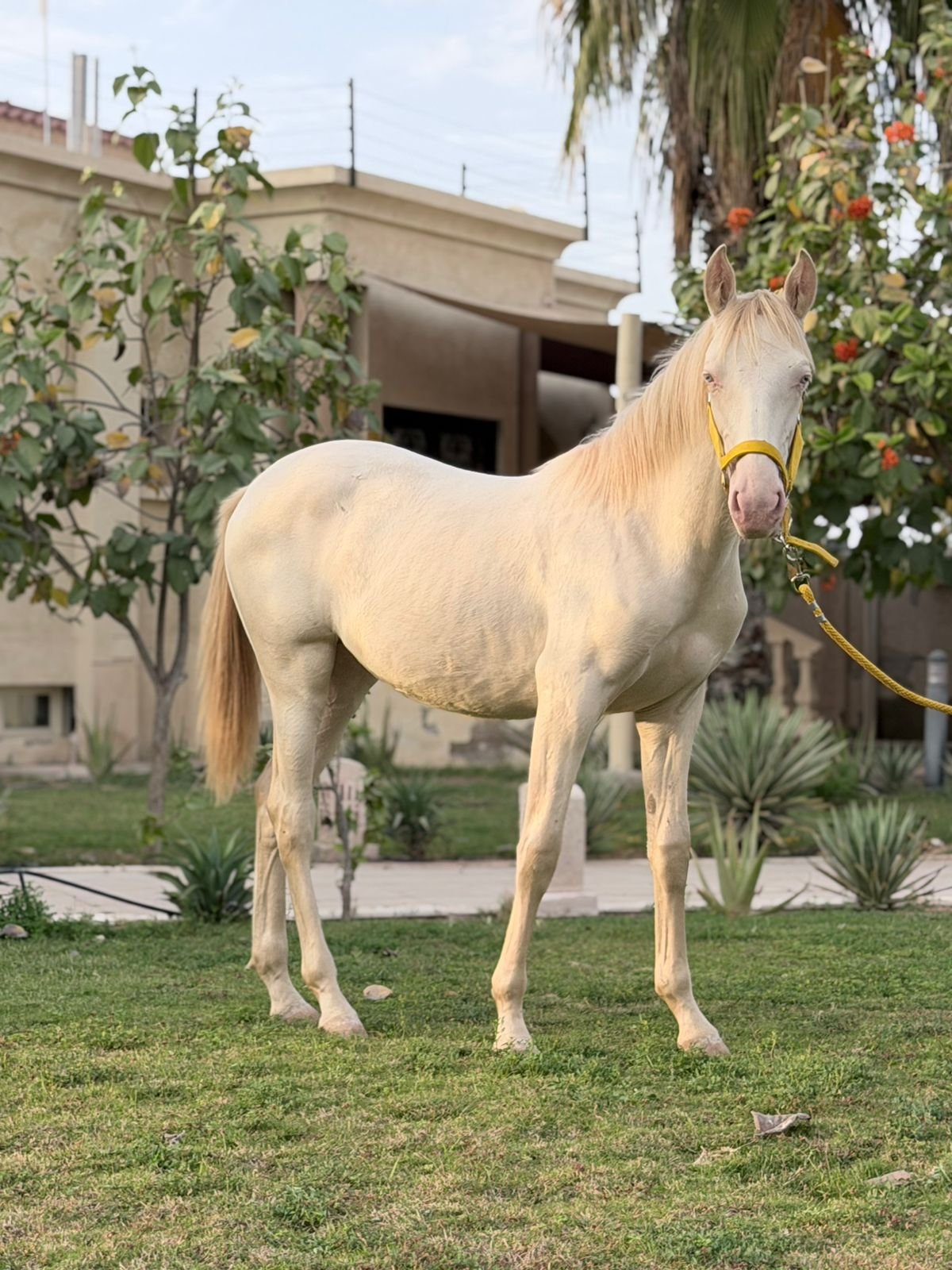 Andalusian