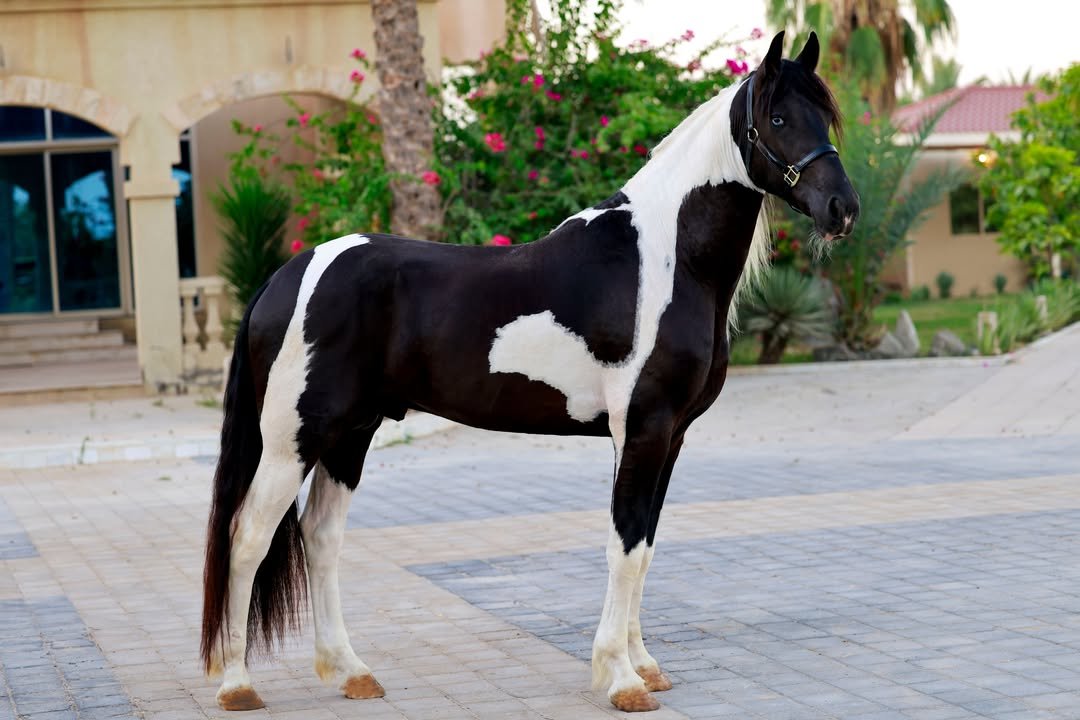 Top quality Spanish mare _indira_horses breeding stable-uae