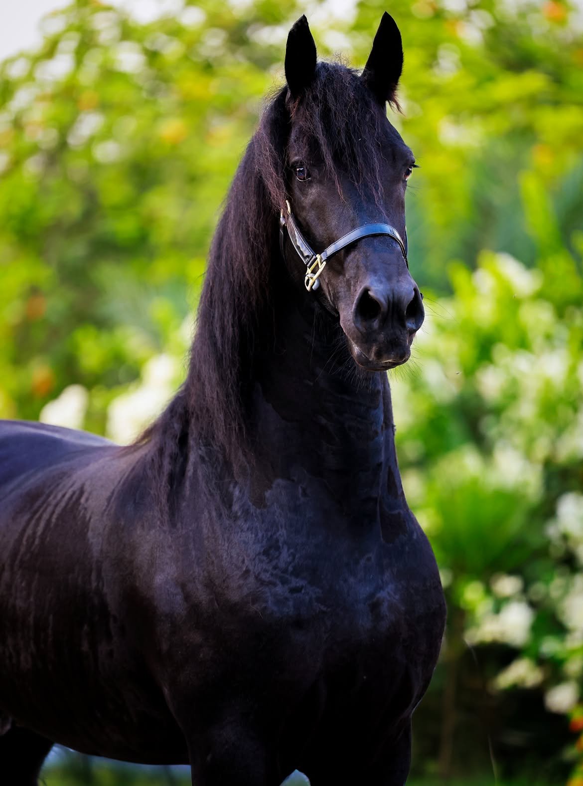 Friesian