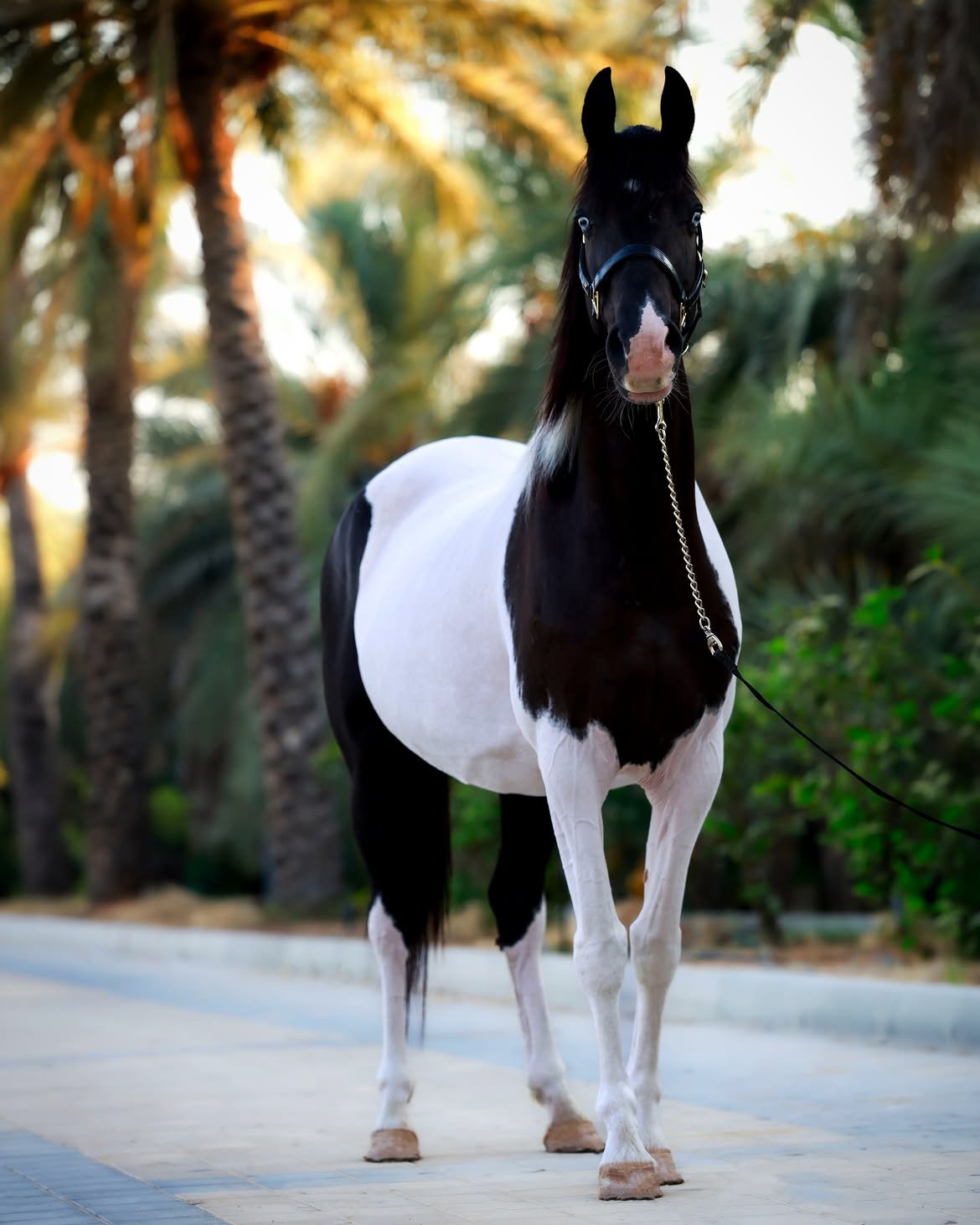 Blue lady- mare